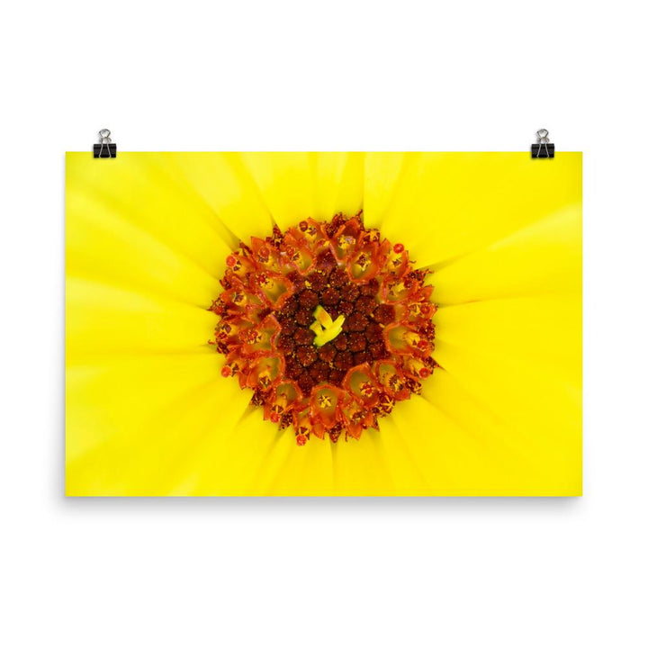 Ringelblume - Poster 61x91 cm artlia