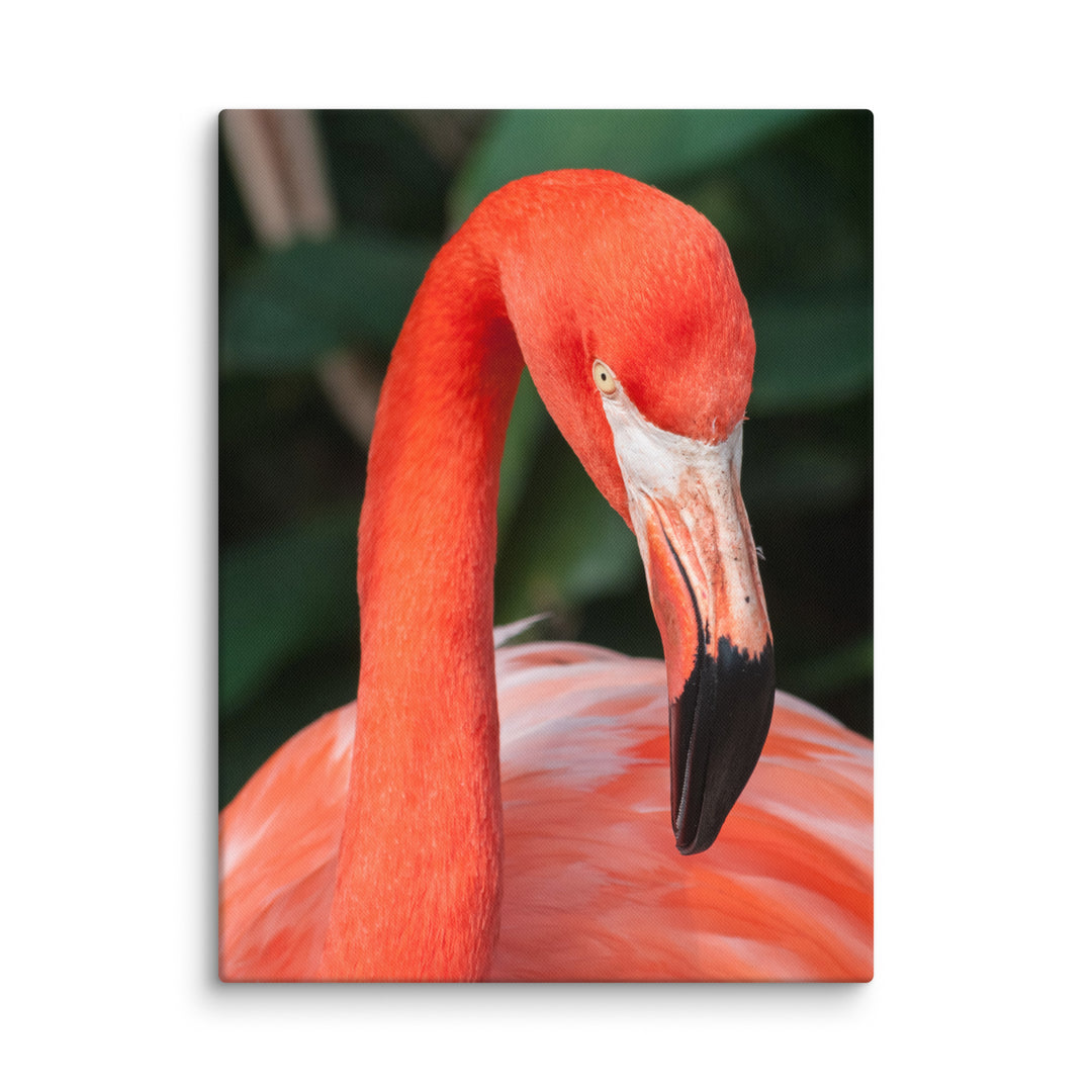 Leinwand - Flamingo, Phoenicopterus Ruber