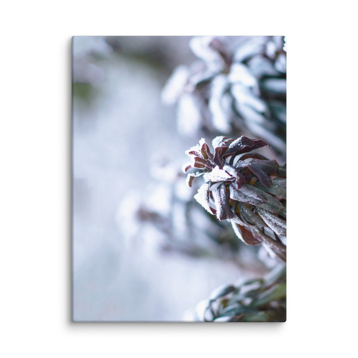Toile - Givre sur les feuilles, un instant dans la nature