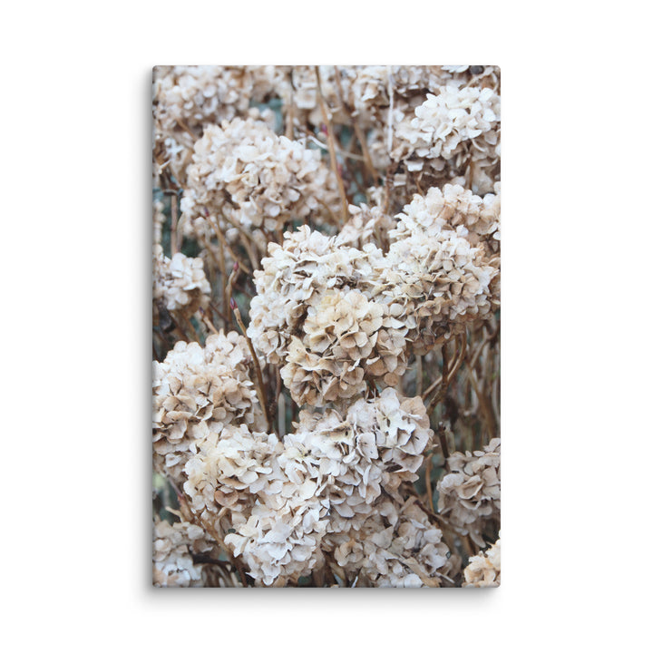 Canvas - Timeless Flowers Hydrangeas