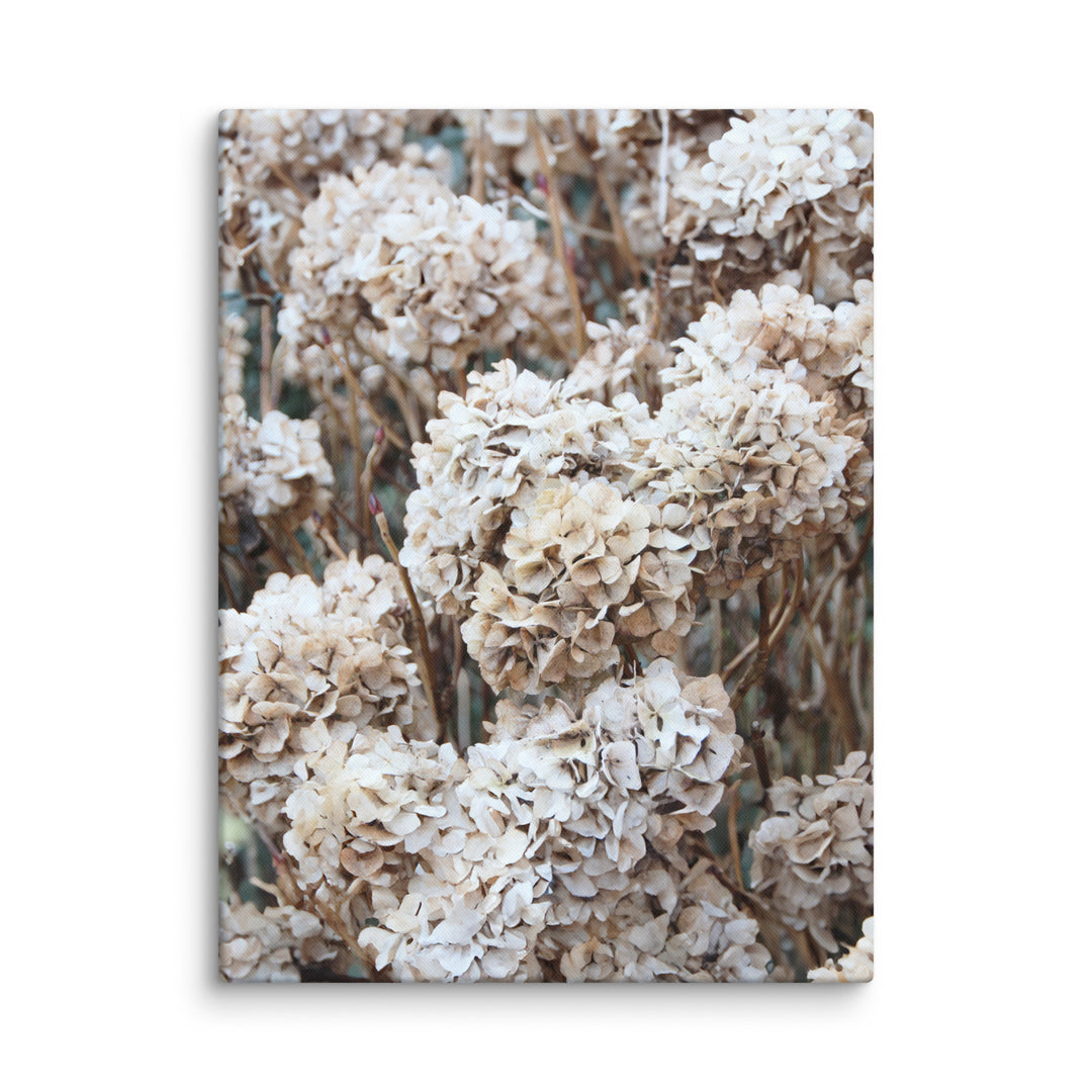 Canvas - Timeless Flowers Hydrangeas