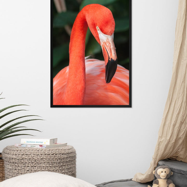 Poster - Flamingo, Phoenicopterus Ruber