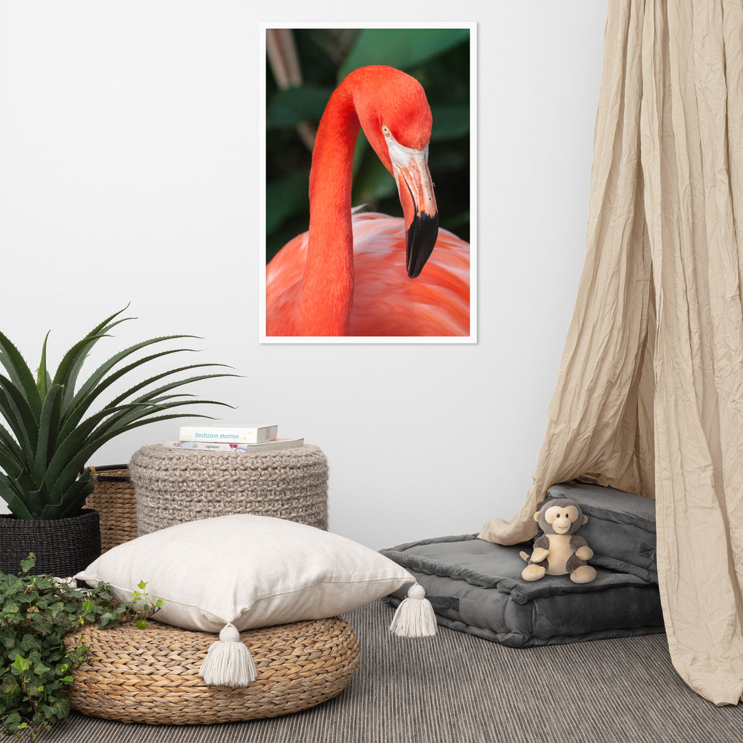 Poster - Flamingo, Phoenicopterus Ruber