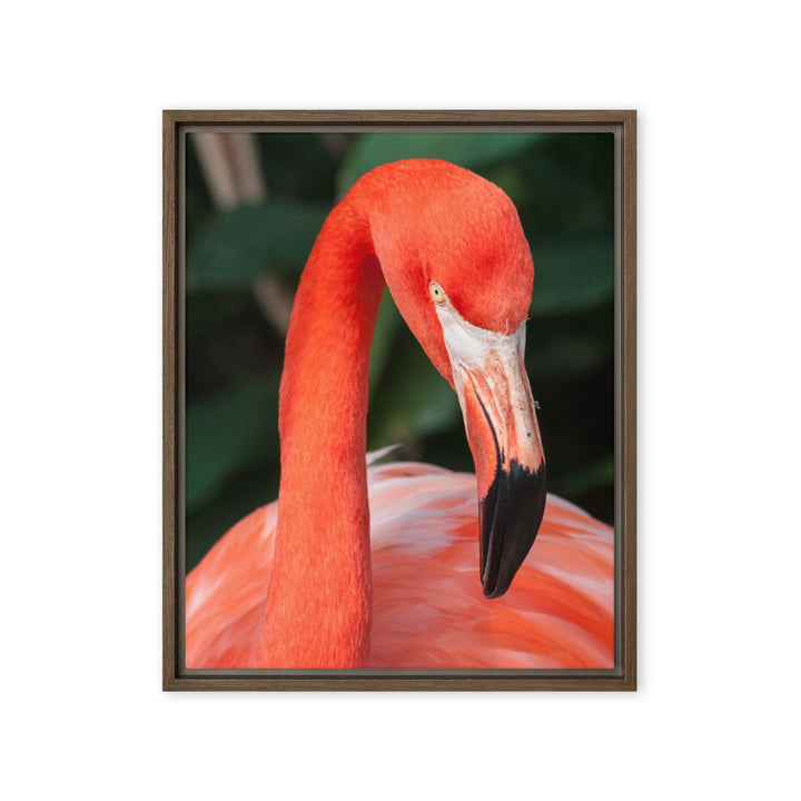 Leinwand - Flamingo, Phoenicopterus Ruber Braun / 41x51 cm (16″×20″) artlia