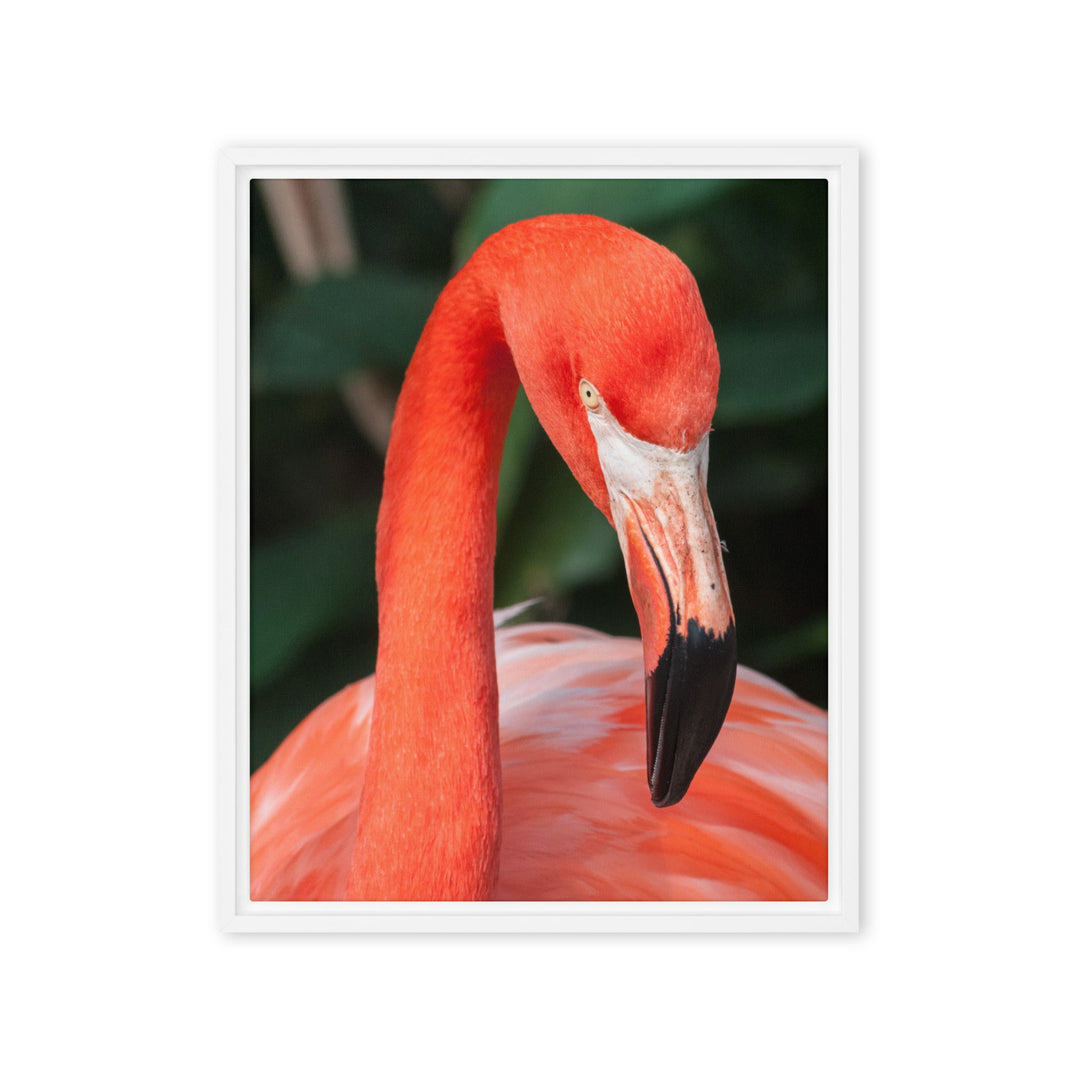 Leinwand - Flamingo, Phoenicopterus Ruber Weiß / 41x51 cm (16″×20″) artlia