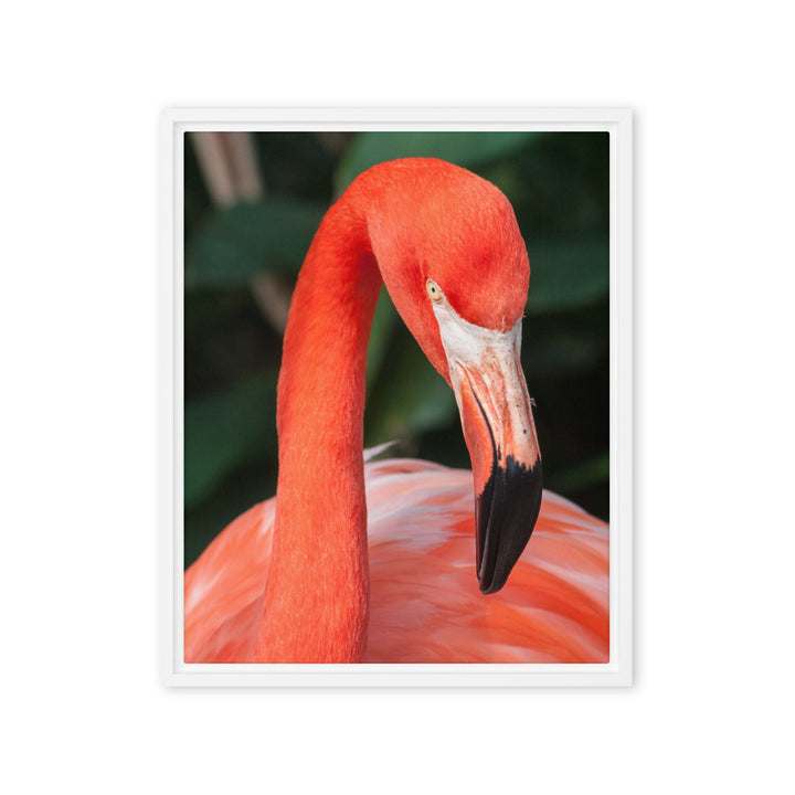 Leinwand - Flamingo, Phoenicopterus Ruber Weiß / 41x51 cm (16″×20″) artlia