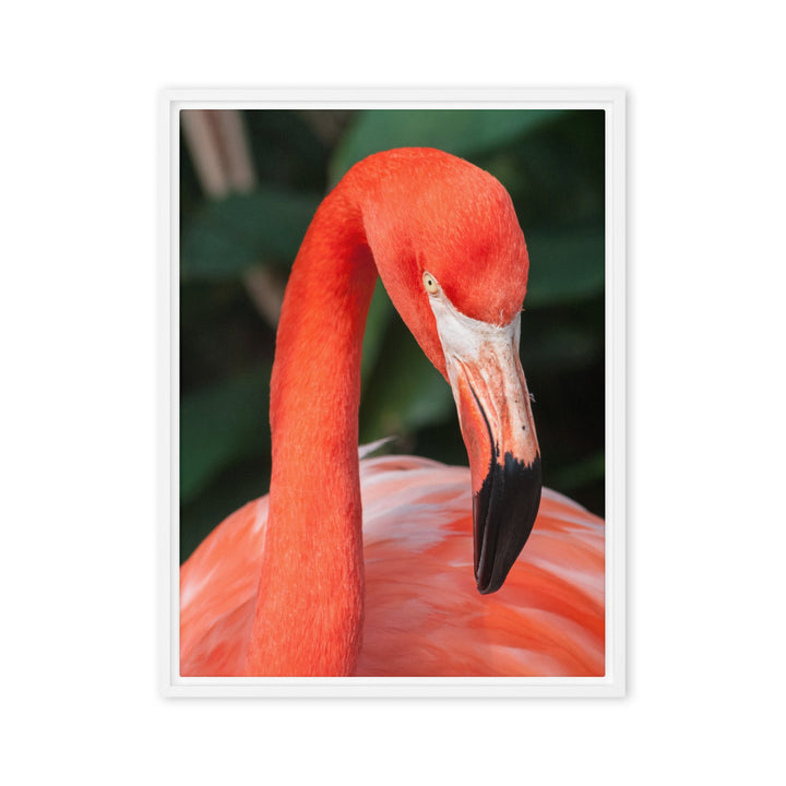 Leinwand - Flamingo, Phoenicopterus Ruber Weiß / 46x61 cm (18″×24″) artlia
