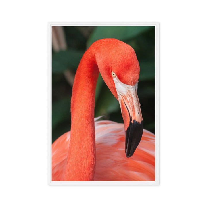 Leinwand - Flamingo, Phoenicopterus Ruber Weiß / 51x76 cm (20″×30″) artlia