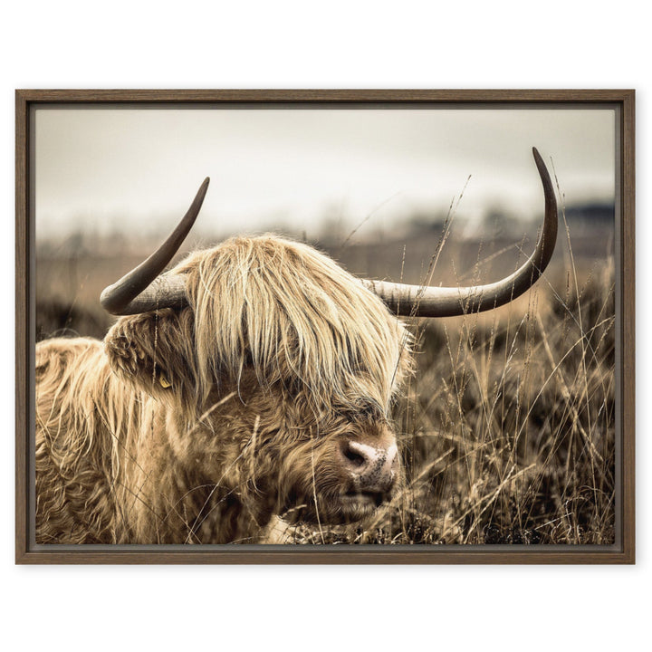 Leinwand - Highland Cattle Retro Braun / 46x61 cm (18″×24″) artlia