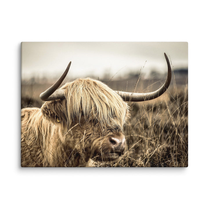 Leinwand - Highland Cattle Retro ohne Rahmen / 31x41 cm (12″×16″) artlia