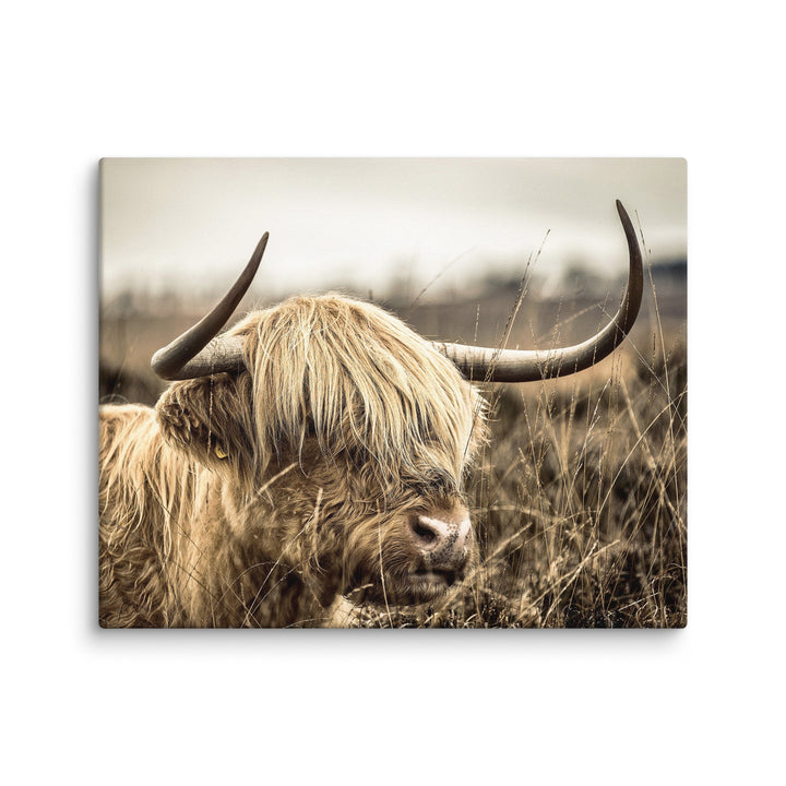 Leinwand - Highland Cattle Retro ohne Rahmen / 41x51 cm (16″×20″) artlia