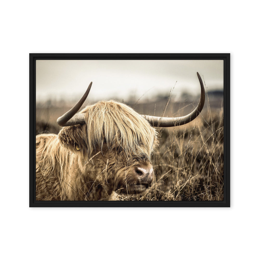 Leinwand - Highland Cattle Retro Schwarz / 46x61 cm (18″×24″) artlia