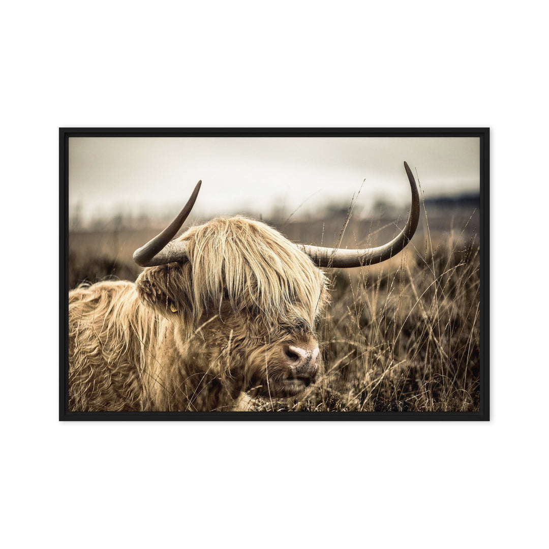 Leinwand - Highland Cattle Retro Schwarz / 61x91 cm (24″×36″) artlia