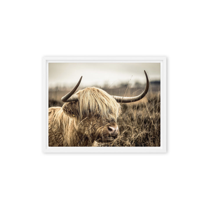 Leinwand - Highland Cattle Retro Weiß / 31x41 cm (12″×16″) artlia