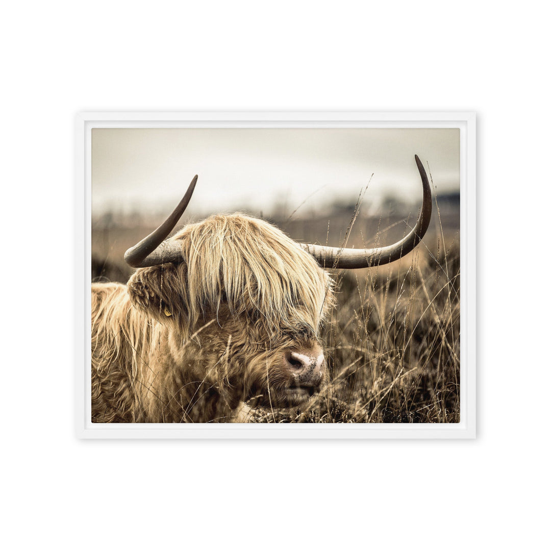 Leinwand - Highland Cattle Retro Weiß / 41x51 cm (16″×20″) artlia