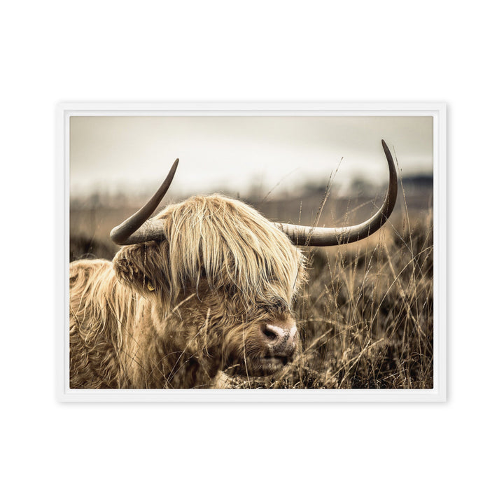 Leinwand - Highland Cattle Retro Weiß / 46x61 cm (18″×24″) artlia