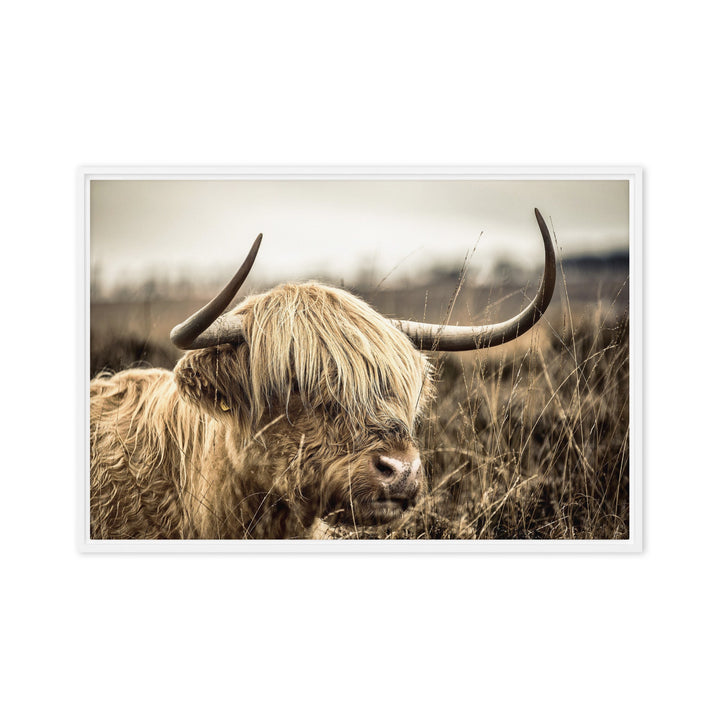 Leinwand - Highland Cattle Retro Weiß / 51x76 cm (20″×30″) artlia