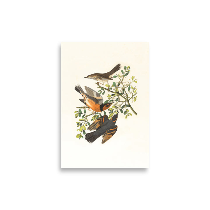 Poster - Drei Vögel auf Ästen ohne Rahmen / 21×30 cm artlia