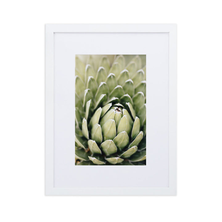 Poster mit Passepartout - Cactus Flower II Kuratoren von artlia Weiß / 30×40 cm artlia