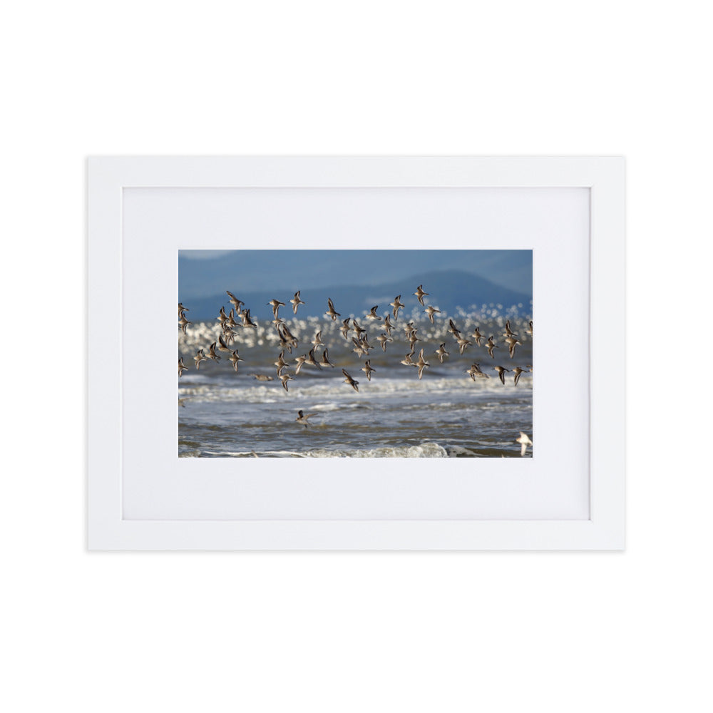 Poster mit Passepartout - Shorebirds Young Han Song Weiß / 21×30 cm artlia