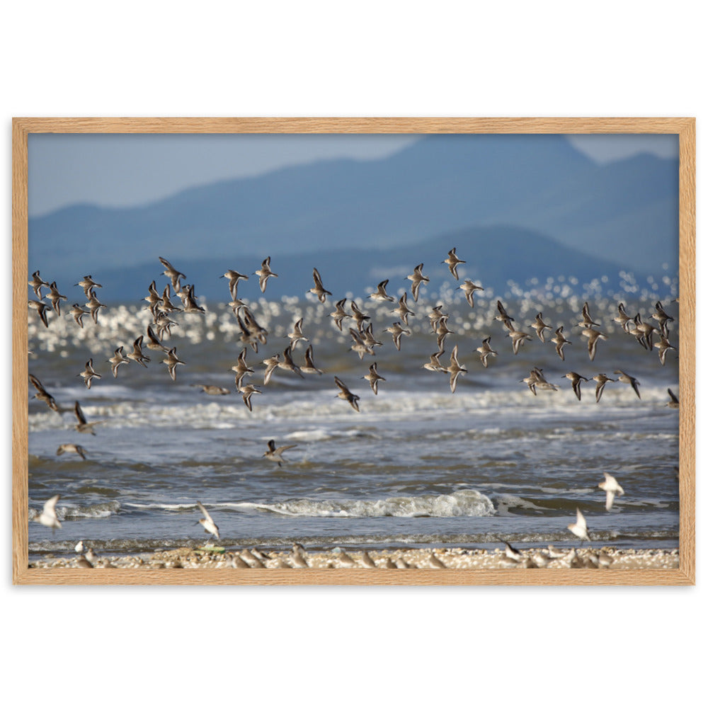 Poster mit Rahmen - Shorebirds Young Han Song Oak / 61×91 cm artlia