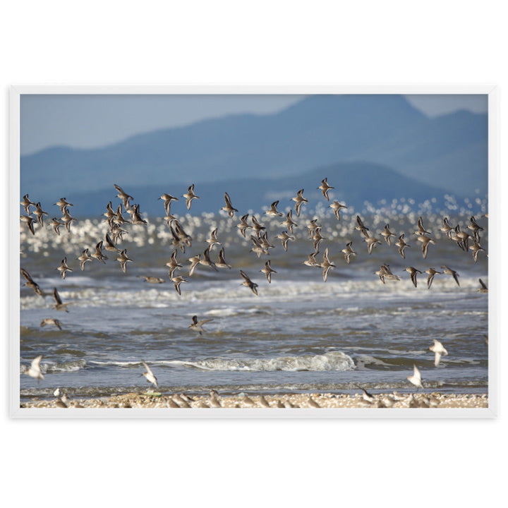 Poster - Shorebirds Young Han Song artlia