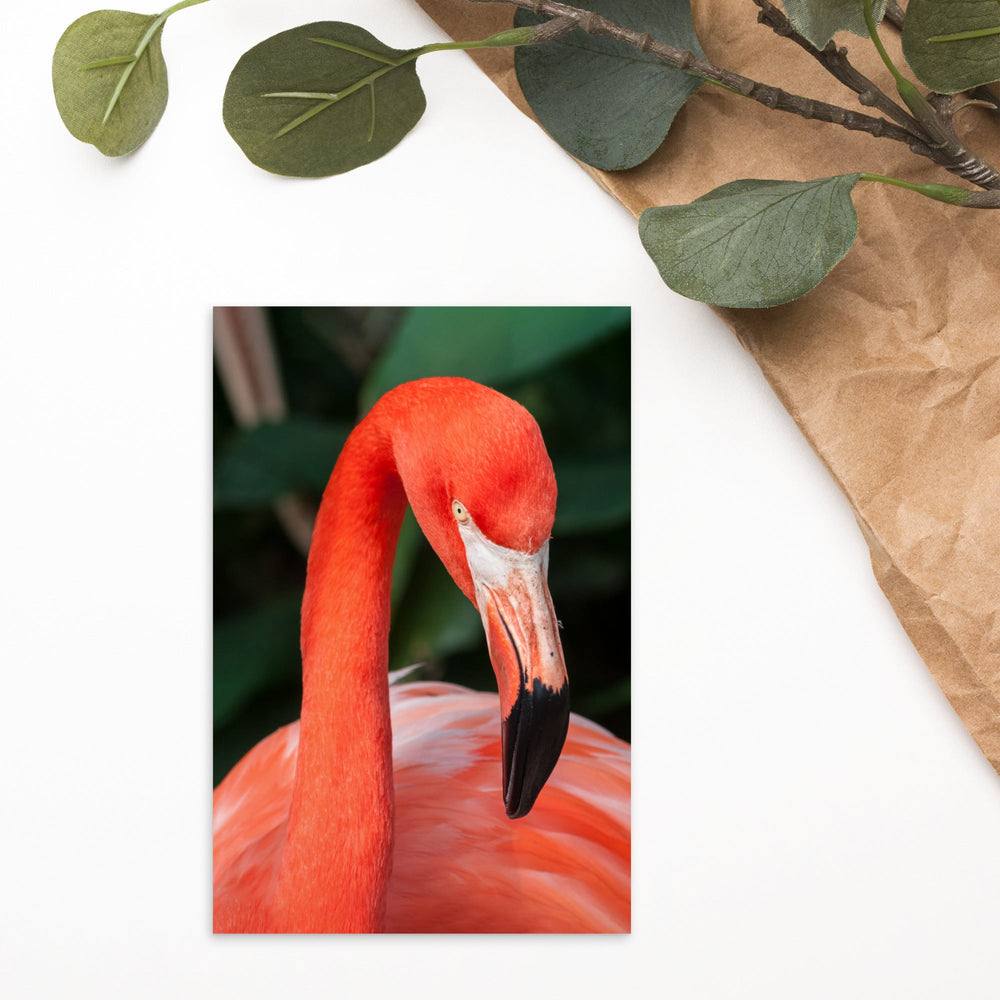 Postkarte - Flamingo, Phoenicopterus Ruber artlia
