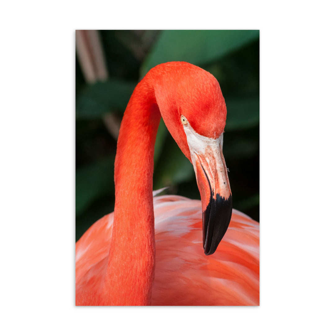 Postkarte - Flamingo, Phoenicopterus Ruber artlia