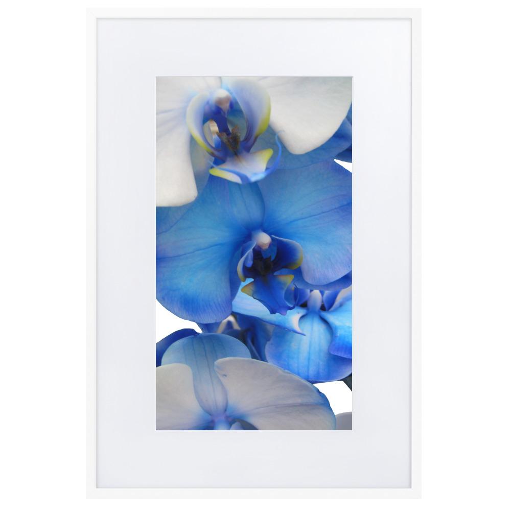 Blue Orchid - Poster im Rahmen mit Passepartout Kuratoren von artlia artlia