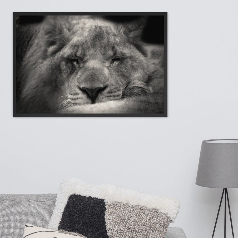 Entspannter Löwin Relaxed Lioness - Poster im Rahmen artlia artlia