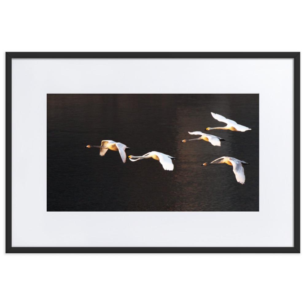 Flying Swans - Poster im Rahmen mit Passepartout artlia Schwarz / 61×91 cm artlia