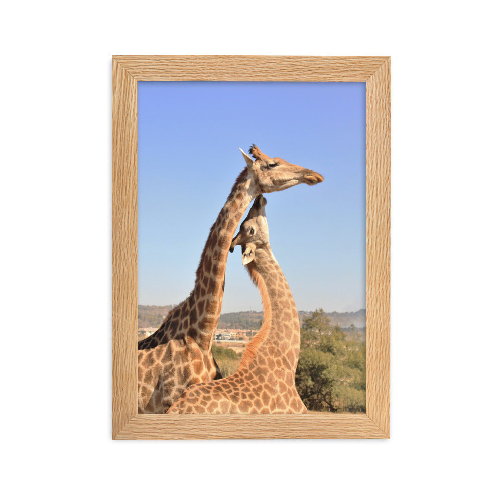 Giraffen - Poster im Rahmen Kuratoren von artlia Oak / 21×30 cm artlia