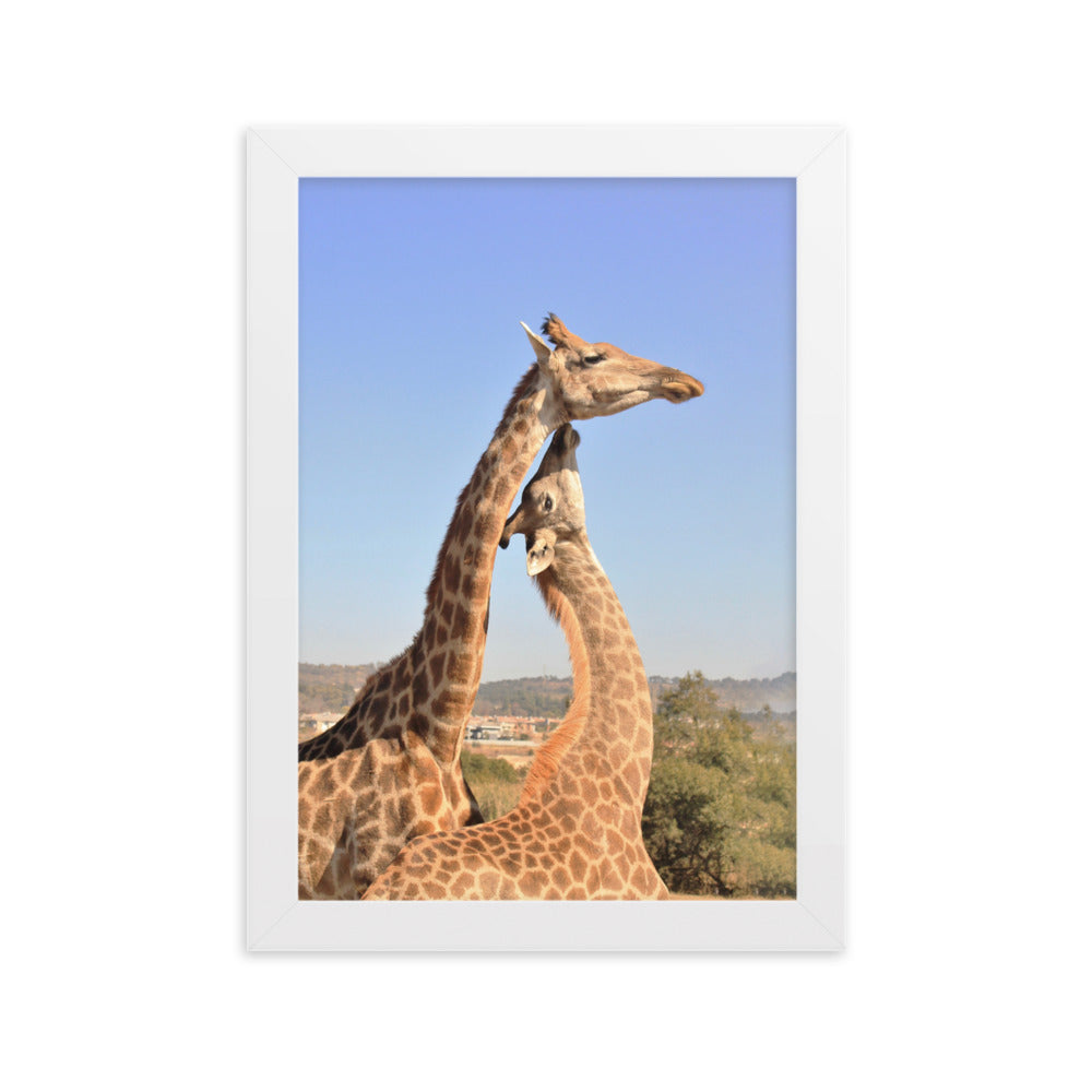 Giraffen - Poster im Rahmen Kuratoren von artlia Weiß / 21×30 cm artlia