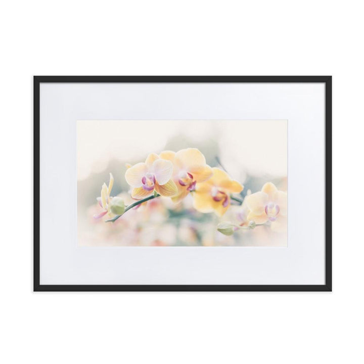 Orchid 01 - Poster im Rahmen mit Passepartout Kuratoren von artlia Schwarz / 50×70 cm artlia