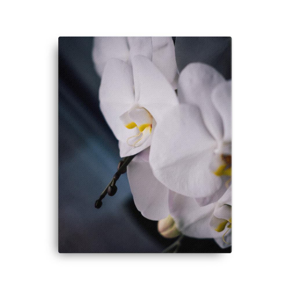 Orchidée 02 - toile