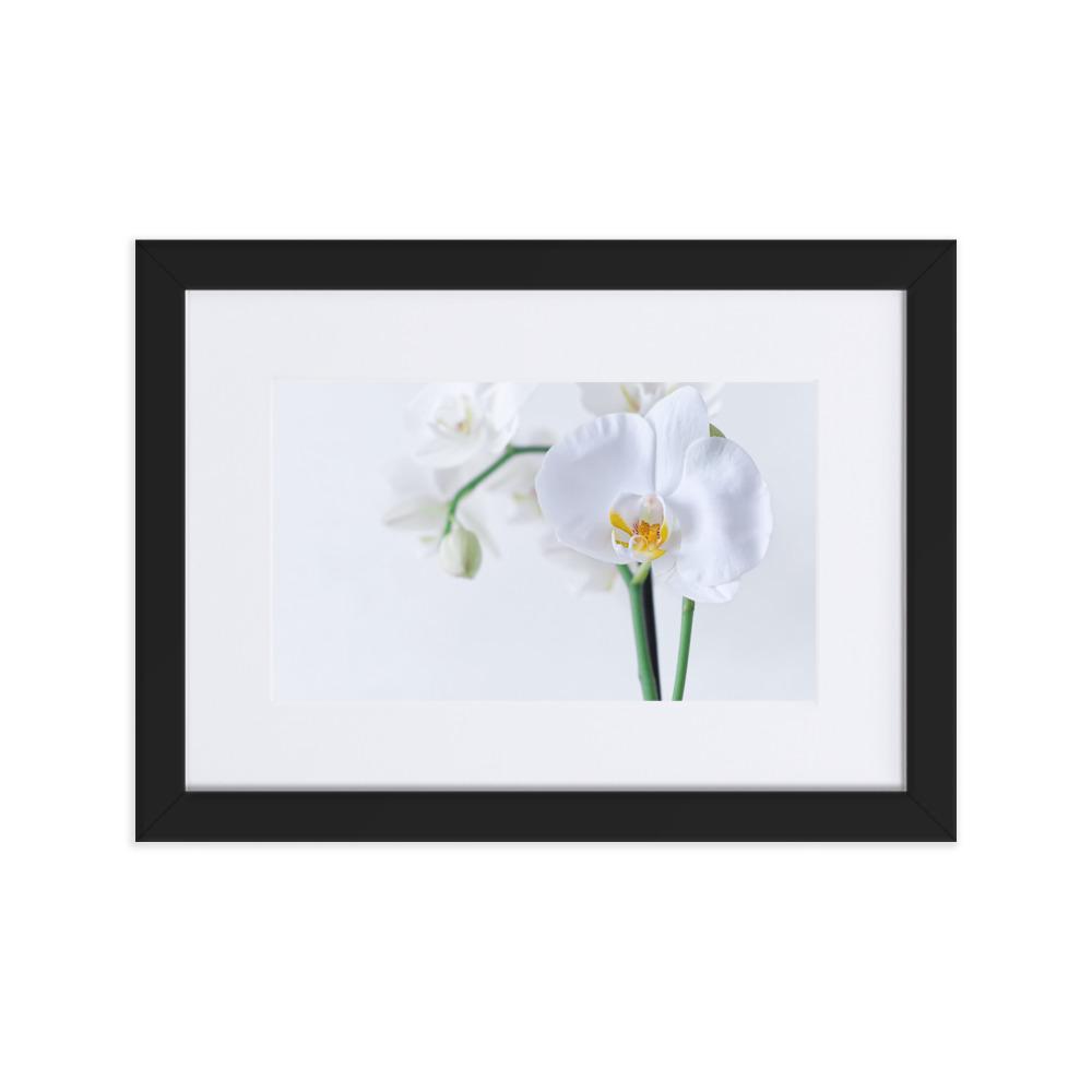 Orchid 03 - Poster im Rahmen mit Passepartout Kuratoren von artlia Schwarz / 21×30 cm artlia