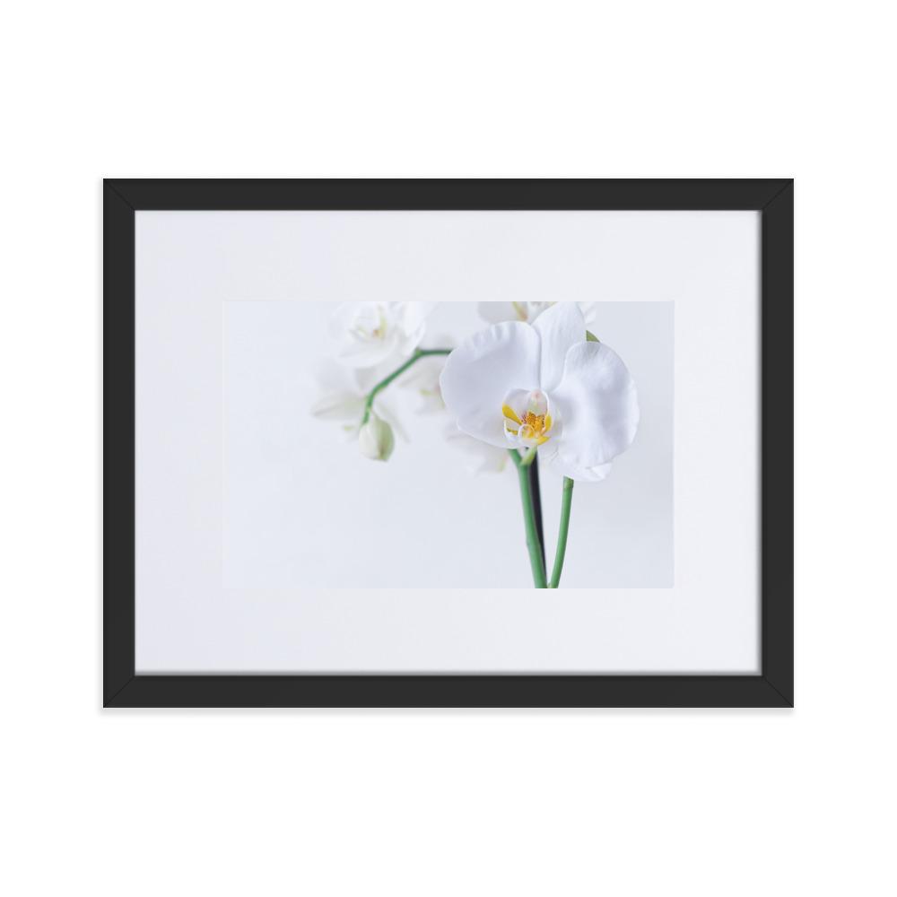 Orchid 03 - Poster im Rahmen mit Passepartout Kuratoren von artlia Schwarz / 30×40 cm artlia