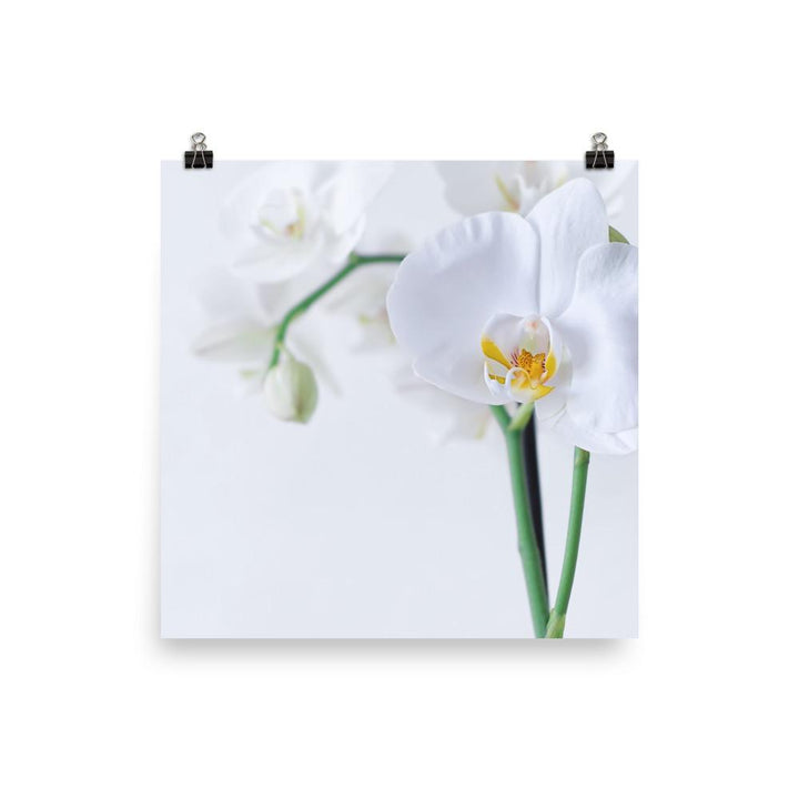 Orchid 03 - Poster Kuratoren von artlia 25x25 cm artlia