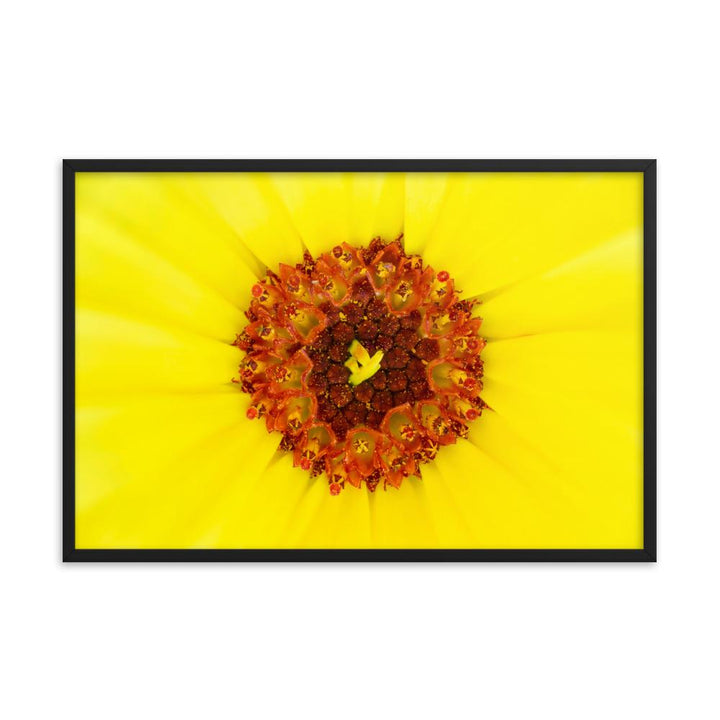 Ringelblume - Poster im Rahmen artlia Schwarz / 24×36 artlia